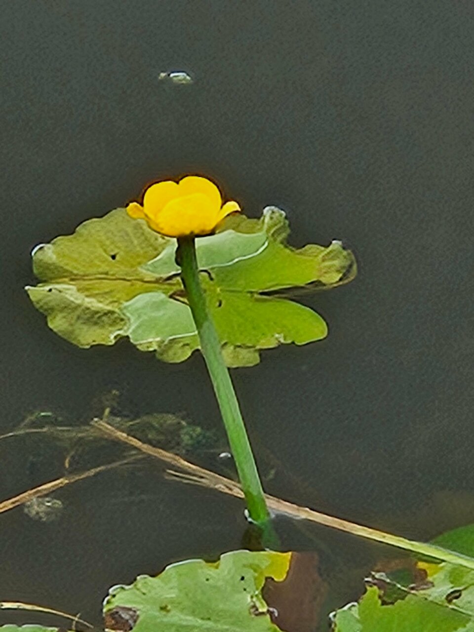 Гостиница Каргополь Каргополь-64