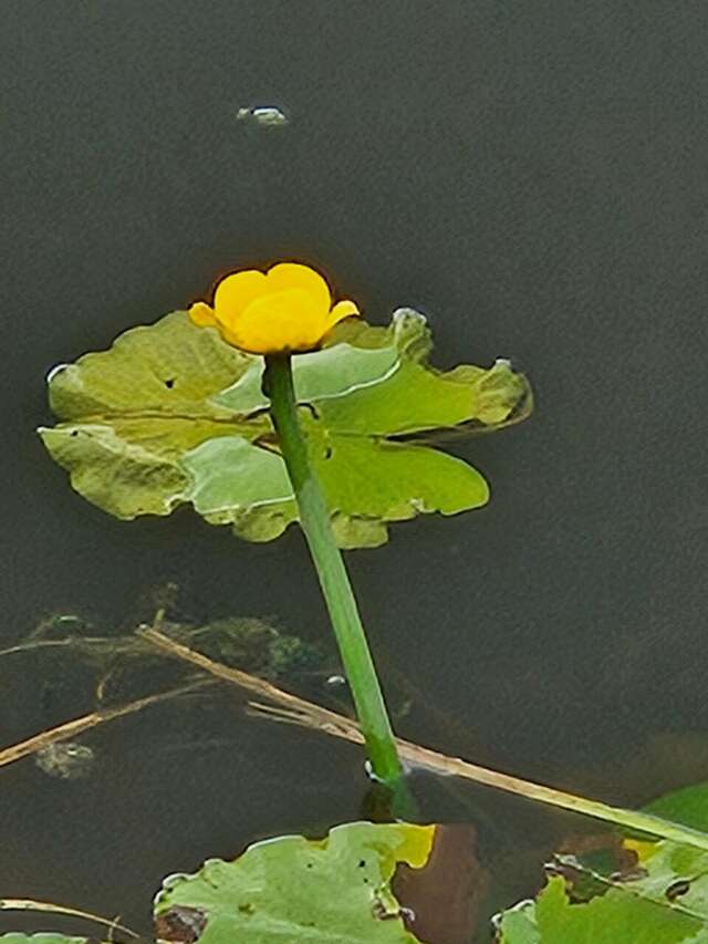 Гостиница Каргополь Каргополь-63